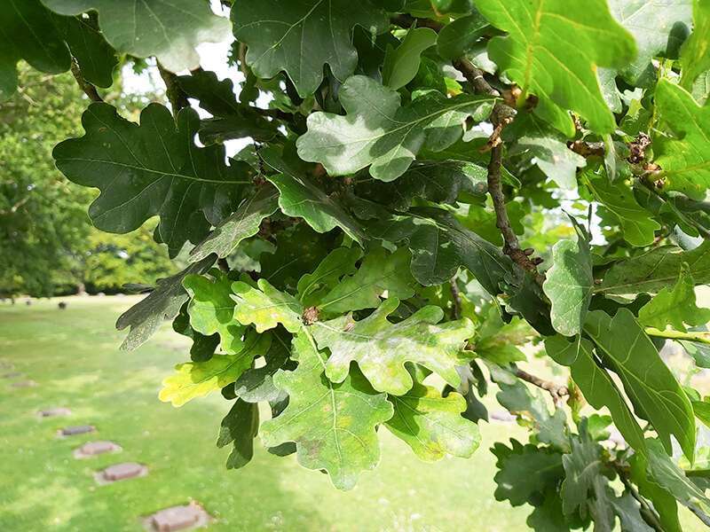 El roble, compañero de algunos soldados en la vida y en la muerte