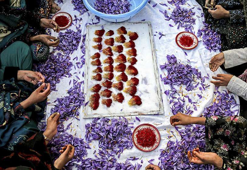 Des ouvriers agricoles iraniens séparent les stigmates cramoisis des fleurs violettes dans la cour d'une maison à l'extérieur de la ville de Torbat Heydariyeh, dans le sud-est de l'Iran AP/EBRAHIM NOROOZI