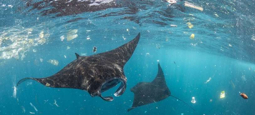 Varias mantas raya nadan entre plásticos en Bali, Indonesia.