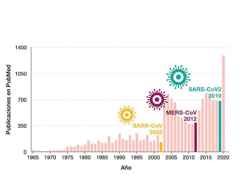 La historia de los coronavirus como agentes patógenos en humanos se remonta a mediados de los años 60 cuando se aislaron por primera vez a partir de muestras obtenidas del tracto respiratorio de adultos con síntomas de resfriado común. Estos virus, que pertenecen a la Subfamilia Orthoviridae dentro de la Familia Coronaviridae del Orden Nidovirales, deben su nombre al hecho de tener una forma esférica de la que sobresalen unas espículas que les dan la apariencia de una corona (por semejanza a la corona solar). Su genoma es de RNA (27-34 kilobases) de cadena sencilla y polaridad positiva, lo que quiere decir que su RNA puede ser traducido directamente por los ribosomas de la célula infectada. Ya en los primeros estudios se demostró que estos virus son ‘sensibles al éter’, por lo que se sugirió que presentan una envuelta lipídica. Esta envuelta, posteriormente confirmada, está compuesta por una bicapa lipídica en la que se encuentran embebidas las proteínas estructurales S (espícula), responsable de la apariencia en forma de corona y del reconocimiento de los receptores en la célula diana; M (glicoproteína de membrana), la más abundante de las proteínas estructurales de la superficie del virus y que define la forma de la envuelta lipídica así como el ensamblaje de las partículas virales; y E (envuelta), una pequeña proteína implicada en varios procesos del ciclo viral (Figura 1). Estructura del coronavirus SARS-CoV-2. Esta envuelta lipídica representa uno de los puntos débiles del virus y sobre el que más fácilmente podemos actuar para impedir la transmisión. Dado que los coronavirus afectan al aparato respiratorio, la transmisión se produce por contacto directo con las secreciones respiratorias que se generan con la tos o el estornudo de una persona enferma si entran en contacto con los ojos, nariz o boca de un individuo no infectado. A nivel molecular, el jabón desorganiza la bicapa lipídica y solubiliza (extrae) las proteínas de la envuelta lipídica, inactivando el virus. Esto significa que el lavado frecuente d