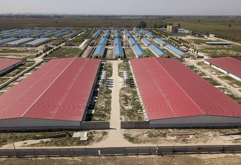 Atalayar_Crisis_China_Cerdos.jpg