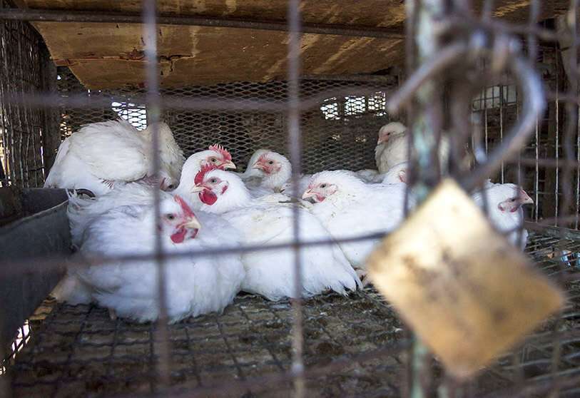 La semana pasada se descubrió en Argelia la gripe aviar altamente patógena (IAAP) en una granja avícola de Ain Fekroune, en la wilaya de Oum El Bouagui, al este del país