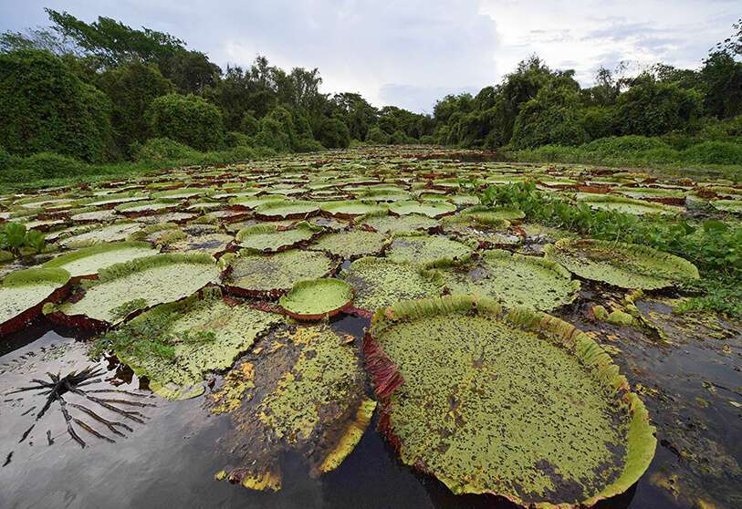 Humedales del Pantanal, en el estado de Mato Grosso (Brasil). Las políticas del presidente Jair Bolsonaro han puesto en peligro algunos de los ecosistemas brasileños