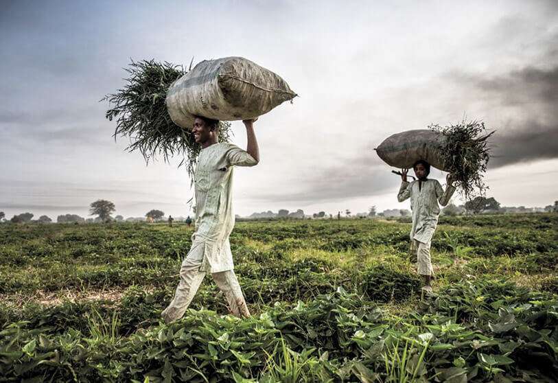 Un agricultor y su hijo trabajan en una granja cerca de Sokoto