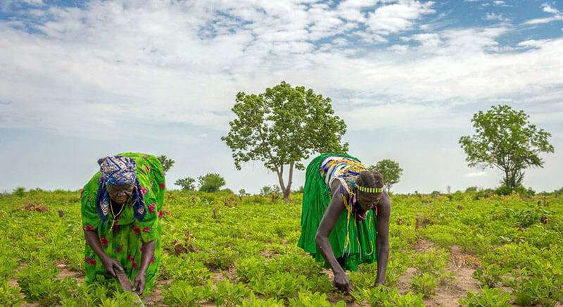 Mujeres trabajando en un sembradió en el estado de Jubek, en Sudán del Sur, donde el Programa Mundial de Alimentos promueve la agricultura sostenible para reforzar los ingresos y medios de vida.PMA/Giulio d'Adamo