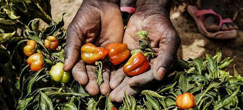Cultivos de pimientos que se han logrado adaptar al cambio climático en Nigeria