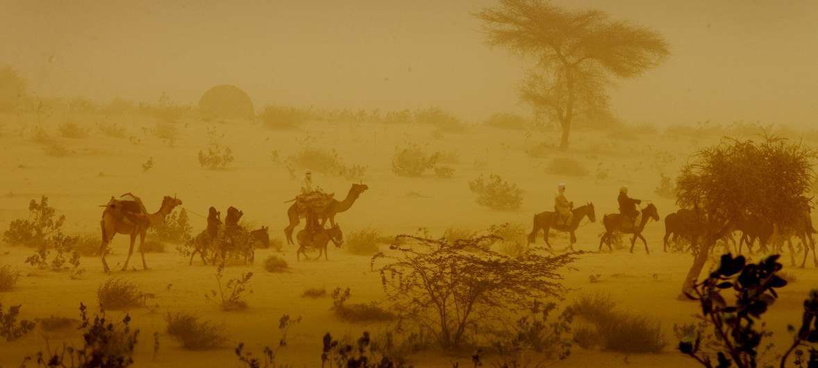 Hombres, camellos y burros