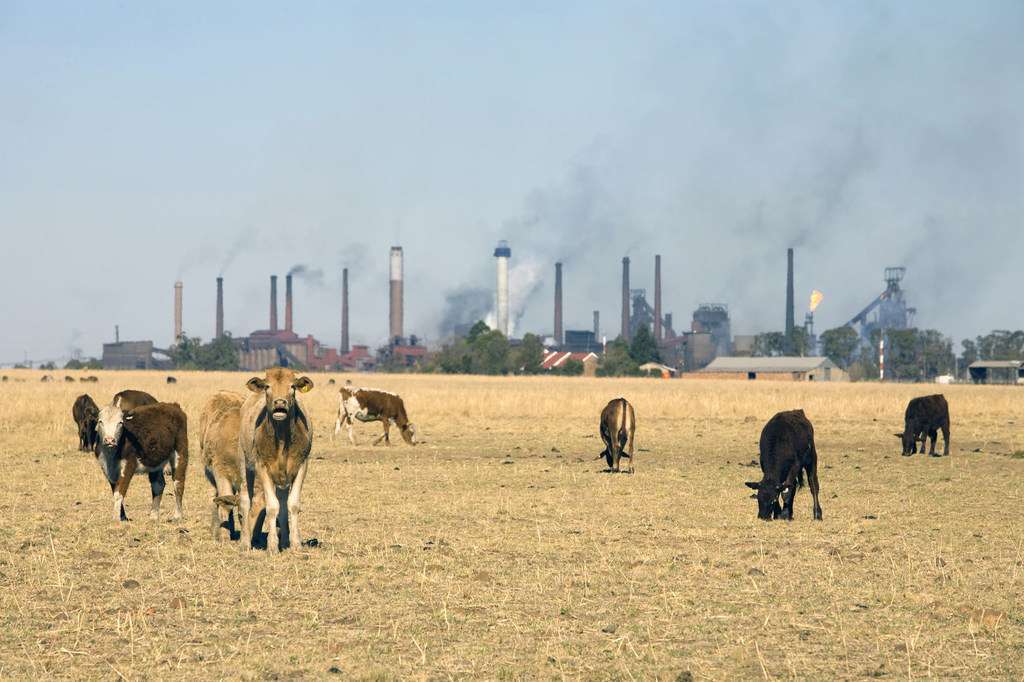 Las industrias y la ganadería generan gases de efecto invernadero que causan el calentamiento global.