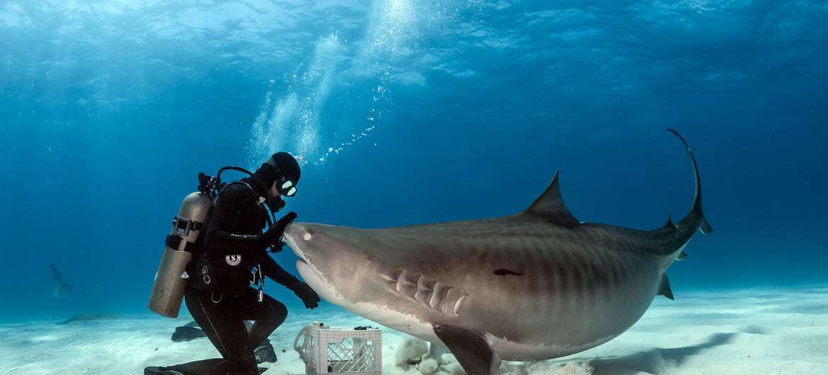 Un tiburón tigre interactúa con un submarinista en Bahamas, lo que muestra la relación íntima que a veces existe entre humanos y especies marinas
