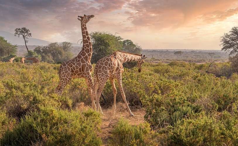 africa-safari-mundo-negro