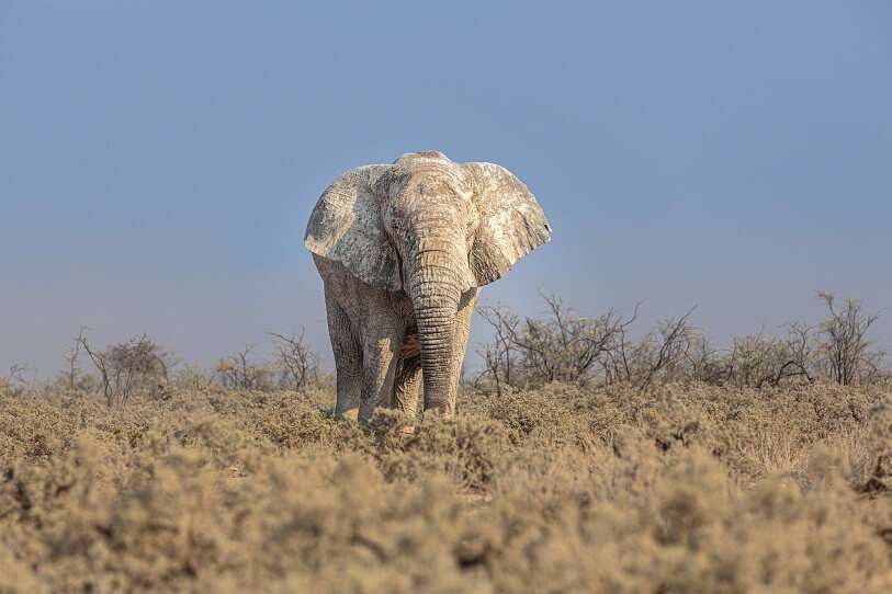 africa-safari-mundo-negro