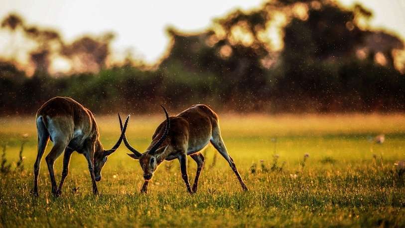 africa-safari-mundo-negro