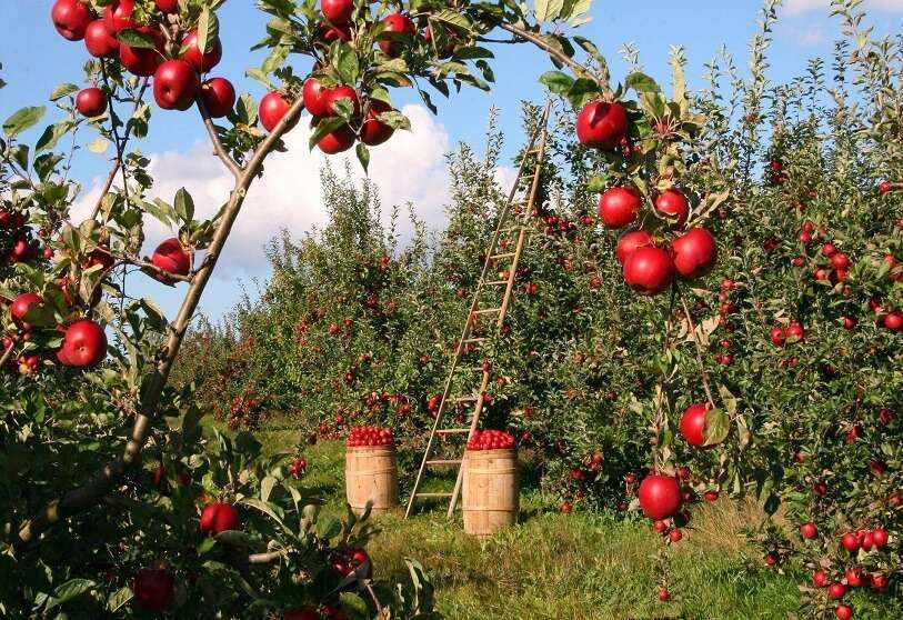 PHOTO/PIXABAY – Agricultura orgánica