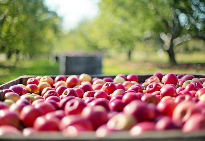 PHOTO/PIXABAY – Agricultura orgánica