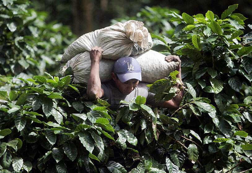 Agricultura en América Latina