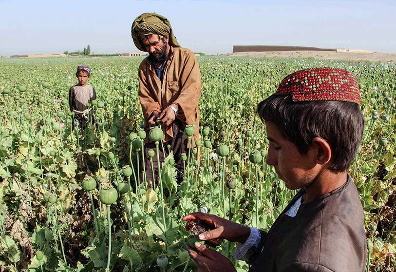 amapolas-afganistan