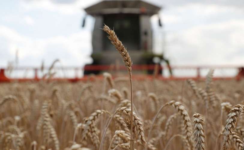 atalayar-grano-trigo-ucrania-exportacion