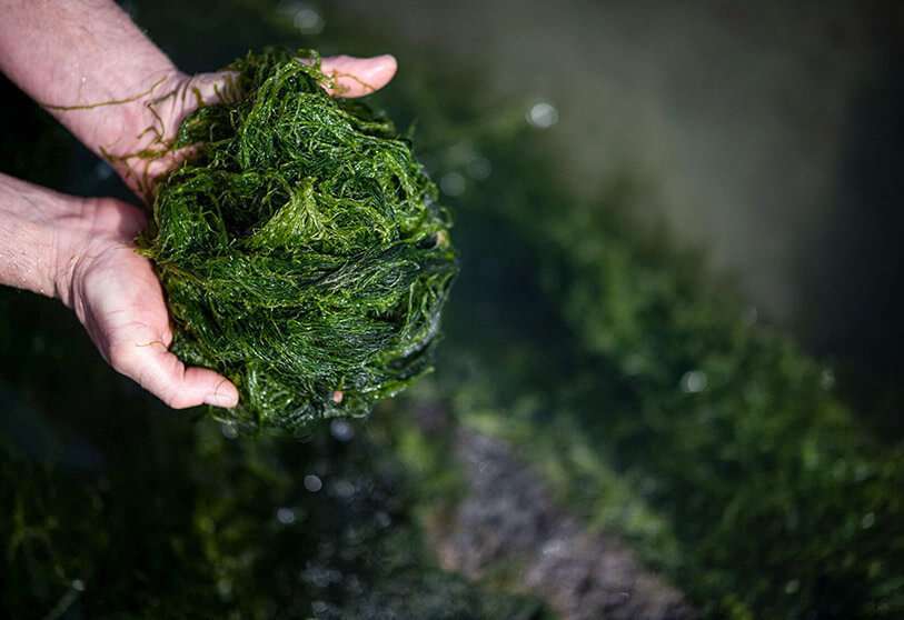 El agricultor de algas Jean-Marie Pedron recoge algas comestibles Ao-Nori a lo largo de una playa de le Croisic, en el oeste de Francia, el 17 de marzo de 2021, siguiendo un pedido de un chef de tres estrellas AFP/ LOIC VENANCE