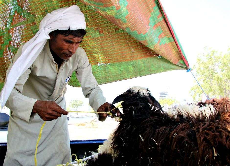 Mercado de corderos en Ras Al Khaimah en los días previos al Eid Al Adha.