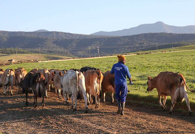 ganaderia-africa
