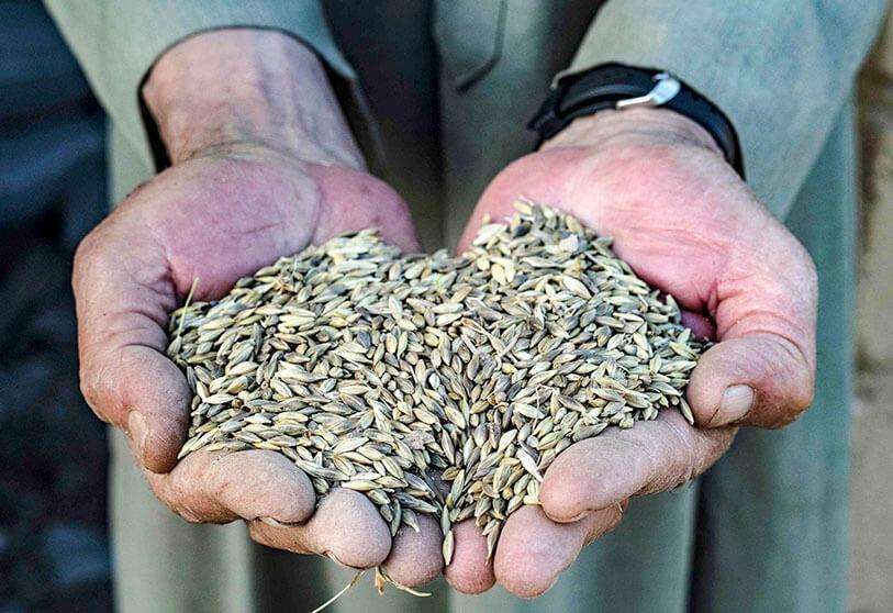 grano trigo