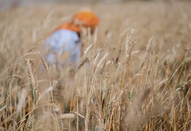 Un agricultor cosecha trigo en las afueras de Jammu, India, el jueves 28 de abril de 2022. La India está inmersa en una ola de calor que bate récords y que está frenando la producción de trigo. Los agricultores indios programan su plantación para que la fase final de maduración de los granos coincida con la primavera, normalmente más fría, de la India AP/CHANNI ANAND