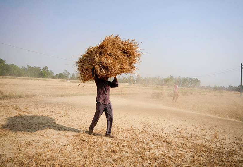 Un agricultor indio transporta la cosecha de trigo de un campo en las afueras de Jammu, India, el jueves 28 de abril de 2022 AP/CHANNI ANAND