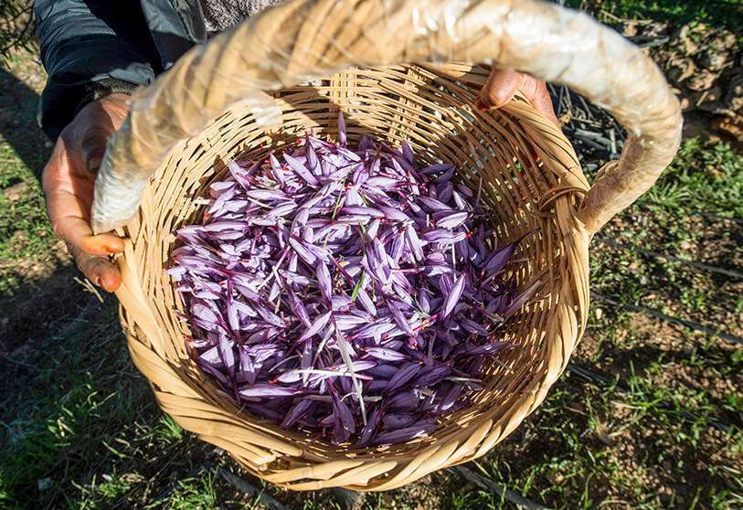 AFP/FADEL SENNA - Un trabajador sostiene una cesta llena de flores de azafrán cosechadas en un campo en la región de Taliouine, en el suroeste de Marruecos