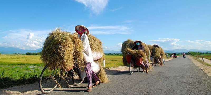 PNUD/Ho Ngoc Son Unas agricultoras llevan su última cosecha de arroz en bicicleta en Huế, (Vietnam).