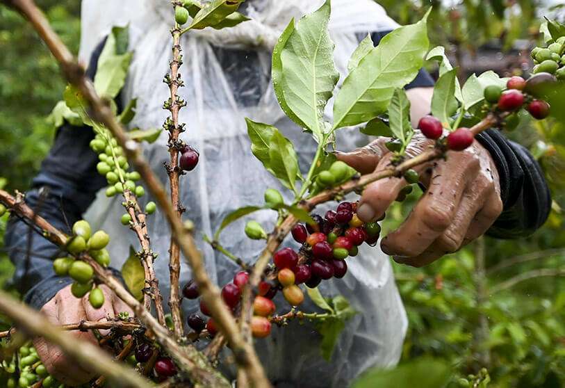 atalayar_plantaciones cafe
